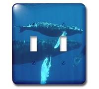 3dRose LLC lsp_10691_2 North Atlantic Humpback Whales migrano sud verso le banche d'argento per allevare e avere i loro vitelli doppio interruttore a levetta