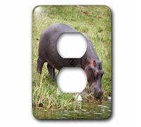 3dRose LLC lsp_132193_6 Ippopotamo, Parco Nazionale della Regina Elisabetta, Uganda - Af48 Mzw0209 - Copertura per presa jack Martin Zwick 2