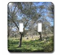 3DROSE llc. Lsp 167517 _ 2 turco grove-olive Olea Europaea, Small Tree in the Family oleaceae-double interruttore a levetta, multicolore