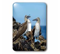 3DROSE llc. Lsp 207624 _ 1 Ecuador, Galapagos Isabela Island. blue-footed Booby. - singolo interruttore a levetta, multicolore