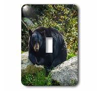 3dRose LLC. lsp_231430_1 North Carolina, Grandfather Mountain State Park, Bear - Interruttore a levetta singolo, nero
