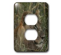 3dRose LLC lsp_26822_6 Leone femminile nell'erba, copertura presa a 2 prese