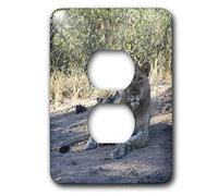 3dRose LLC lsp_26832_6 Young Leone Nell'erba, coperchio di uscita a 2 prese