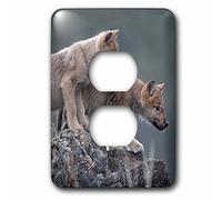 3dRose LSP_259634_6 Curious Gray Wolf, Canis Lupus, cuccioli, Montana Plug Outlet Cover
