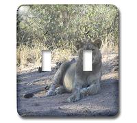 3dRose lsp_26832_2 Young Leone nell'erba doppio interruttore a levetta