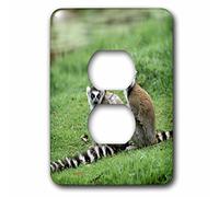 3dRose lsp_72872_6 Madagascar, Antananarivo, Lemur a coda di anello, Primate-Af24 Pox0084 Pete Oxford, 2 prese