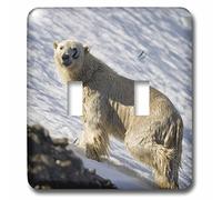 3dRose lsp_82450_2 Norvegia, Svalbard, Spitsbergen Island, Polar Bear Eu21 Pso0389 Paul Souders interruttore a levetta doppio