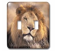 3dRose lsp_84670_2 Africa Maschio Africano Leone (Panthera leo) NA02 SWE0030 Stuart Westmorland Doppio interruttore a levetta