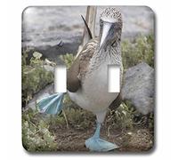 3dRose lsp_86141_2 Ecuador Galapagos Islands Booby Sa07 Cmi0902 Cindy Miller Hopkins Doppio interruttore a levetta