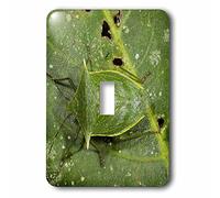 3dRose lsp_86407_1 Shield Bug Insect, Napo River, Yasuni Np, Ecuador Sa07 Pox2057 Pete Oxford interruttore singolo