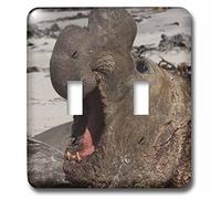 3dRose lsp_86518_2 Southern Elephant Seal, Falkland Islands Sa09 Pox0433 Pete Oxford doppio interruttore a levetta