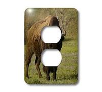 3dRose Lsp_97520_6 American Bison, Durham Ranch, Campbell Co, Wyoming Us51 Pox0090 - Pete Oxford 2 prese