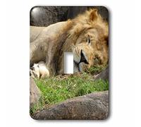 3dRose LSP_98011_1 Il re della giungla che prende un bel pisolino di gatto su un caldo pomeriggio interruttore a levetta singolo, multicolore