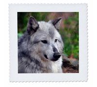 3dRose qs_45348_1 Steppdecke mit posierendem grauen Wolf, quadratisch, 25,4 x 25,4 cm