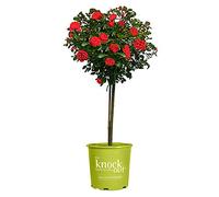 3g Knock Out Double Red Tree Rose