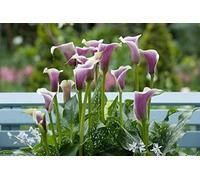 3pcs Calla Lily Bulbi Puro E Perfetta Per Il Cortile Con Giardino Creare issimo Ambiente Per La Decorazione Indoor E Outdoor Cortili Seeds ONLY
