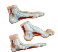 3PCS Modelli anatomici della struttura del piede umano a grandezza naturale Modelli anatomici del piede in PVC per la dimostrazione clinica della riabilitazione Modello insegnamento clinico