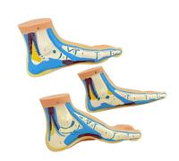 3PCS Modelli struttura anatomica del piede Modelli anatomia del piede in PVC a grandezza naturale per l ' insegnamento ortopedico Pratica riabilitazione Modello anatomico
