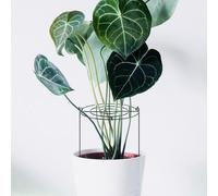 3x gabbie peoniche e supporta il metallo per piante alte di ortensia che