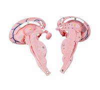 3X ingrandito cervello umano steli anatomici modello PVC costruzione | Programmi di formazione e istruzione medica avanzata; modello anatomico dettagliato; vetrina dei nervi nuclei