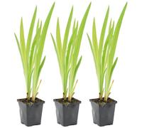 3x Iris 'Versicolor' - Iris selvatico - Pianta da laghetto - Hardy - ⌀9 cm - 20-30 cm