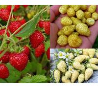 3x PIANTE DI FRAGOLA DI BOSCO RIFIORENTE VASO 10 3 VARIETA GIALLA, BIANCA E ROSSA