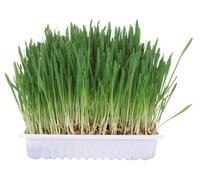 3x Trixie erba per piccoli animali 3 x 100 g