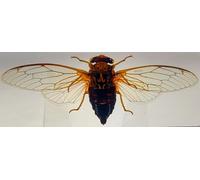 4.3 " Vero Cicada W/Aperto Ali IN Trasparente Lucite Resina Fermacarte Esemplare