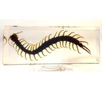 4.3 " Vero Grande Nero Centipede IN Trasparente Lucite Resina Scienza Education