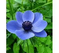 4 bulbi di anemone di Mr Fokker (viola)
