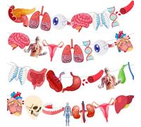 4 corde 28 striscioni da appendere a tema anatomia, parti del corpo umano sagome educative per decorazioni in classe, forniture per feste scientifiche, strumenti di apprendimento scolastico e