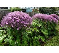 4 graines de GERANIUM DE MADERE (Geraniu m maderense) E132 MADEIRA CRANESBILL SEEDS