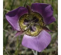 4 graines de LYS PAPILLON VIOLET (Calocho rtus Gunnisonii) G98 6 SEGO LILY SEEDS: Package Contains Seeds