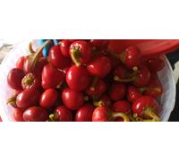 4 KG PEPERONCINI IN ACETO PER FARLI RIPIENI CON TONNO PRIMA QUALITA' ITALIA
