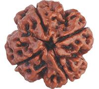 4 Mukhi Rudraksha indiani a quattro facce nepalese Rudraksh Bead Rudraksha originale e certificata per uomini e donne, colore marrone, origine Nepal