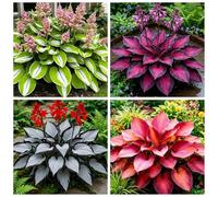 (4 Pack) Hosta bicolore a radice nuda - Con macchie argentate simili a brina, resistente al freddo e tollerante all'ombra, adatta per la piantagione lungo i bordi dei patii-Shade Hosta