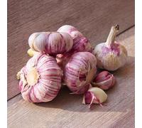 4 pezzi aglio per bulbi - resistente per giardino, piccole donne, giardino, balcone decorazione balcone con letto