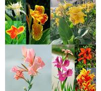 4 pezzi bulbi canna - Lambi Cannas perenni resistenti piccolo per donne, decorazione letto elevato per balcone giardino