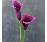 4 pezzi bulbi di cala resistenti - esotici resistenti al giardino, in, da balcone, dal giardino la