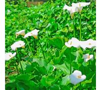4 pezzi bulbi di cala resistenti - esotici resistenti al giardino in da balcone dal giardino la