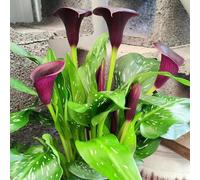 4 pezzi bulbi di cala sono perenni resistenti bulbo de alcatraces balcone resistenti