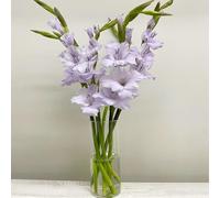 4 pezzi Bulbi di resistenti - bulbi di gladioli giardino Resistente al suolo primavera, bonsai, balcone bulbo