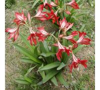 4 pezzi bulbo amarilis - Los bulbos de son perenne, resistenti, bulbos de amarilis giardino interno temprano, primavera,