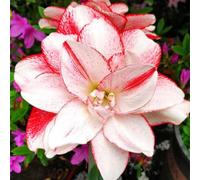 4 pezzi bulbo amarilis - piccolo per donne, bulbi di amarilis bulbi di son perenni, resistenti, copertura del suolo resistenti, decorazione