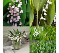 4 pezzi bulbos lirio de los valles - bulbos de son perenni, resistenti, esotici resistenti, rari, al giardino,