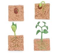 4 pezzi di giocattoli del ciclo di vita per bambini, modello di processo di crescita delle piante simulato kit di coltivazione di piante da seme giocattolo educativo per strumenti didattici per bambi