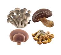 4 Pezzi Modello di Fungo Artificiale Attività di Apprendimento in Miniatura per