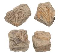 4 Pezzi Trilobite Specimen Naturale per Collezione e Didattica | Qualità Elevata, per Collezionisti e Appassionati di Storia Naturale, Esposizione su Scrivania