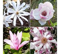 4 piante di Magnolia in vasi da 9 cm | Arbusti fioriti decidui per bordi misti del giardino