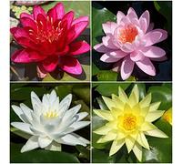 4 PIANTE VEGETATE IN VARIETA' PREGIATE NINFEA RUSTICA RESISTENTE LAGHETTO STAGNO TINOZZA PRONTE PER FIORIRE - GIALLA+BIANCA+ROSSA+ROSA